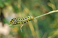 Black Swallowtail Papilio polyxenes Caterpillar End 2390px.jpg