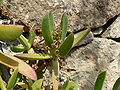 Fale - Giardini Botanici Hanbury in Ventimiglia - 111.jpg