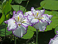 Unidentified Iris Chanticleer Purple White Pair 3264px.jpg