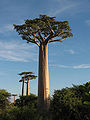Adansonia grandidieri 02.jpg