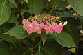 Bigleaf Hydrangea Hydrangea macrophylla 'Tokyo Delight' Wide 3008px.jpg