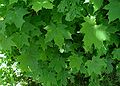 Acer-platanoides-blade.JPG