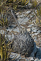 Agave after flowering.jpg