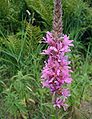 Lythrum-salicaria-flowers.JPG