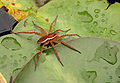 Six-spotted Fishing Spider Dolomedes triton 1733px.jpg