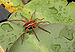 Six-spotted Fishing Spider Dolomedes triton 1733px.jpg