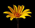 False Sunflower Heliopsis helianthoides 'Summer Nights' Flower.jpg