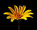 False Sunflower Heliopsis helianthoides 'Summer Nights' Flower.jpg