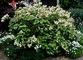 Fothergilla-major-total.JPG