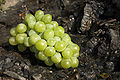 Green Grape 2.jpg