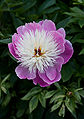 Paeonia lactiflora 'Bowl of Beauty'-2459.jpg