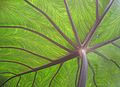 Taro leaf underside, backlit by sun.jpg