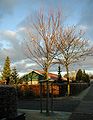 Acer-saccharinum-winter.JPG