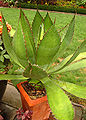 Agave bovicornuta Plant 1935px.jpg