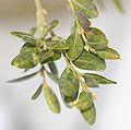 Boxwood Buxus sempervirens var. arborescens Leaves 1798px.jpg