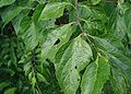 Celtis-occidentalis-fruit.JPG