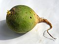 Raphanus sativus convar lobo20100405 19.jpg