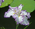 Unidentified Iris Chanticleer Purple White 2939px.jpg