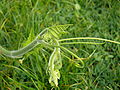 Cucurbita pepo - end of vine with ants.jpg