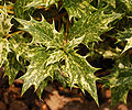 False Holly Osmanthus heterophyllus 'Goshiki' Summer Leaves 2400px.JPG