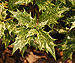 False Holly Osmanthus heterophyllus 'Goshiki' Summer Leaves 2400px.JPG
