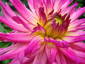 Unidentified Pink Flower Closeup 2048px.jpg