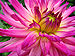 Unidentified Pink Flower Closeup 2048px.jpg