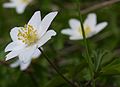 Anemone-nemorosa-close.JPG