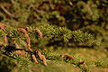 Atlas Cedar Cedrus atlantica Cone Branch 3008px.jpg
