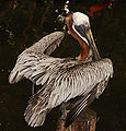 Brown Pelican Pelecanus occidentalis Wings 1918px.JPG