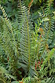 Christmas Fern Polystichum acrostichoides Plant 2000px.JPG