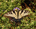 Eastern Tiger Swallowtail Papilio glaucus Flower 2345px.jpg