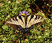 Eastern Tiger Swallowtail Papilio glaucus Flower 2345px.jpg