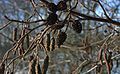 Alnus-glutinosa-fruits.JPG