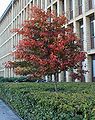 Crataegus-crus-galli-habit.JPG