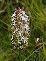 Orchis × angusticruris (inflorescence).jpg