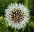 Sonchus April 2010-1.jpg