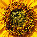Sonnenblume Helianthus 2.JPG