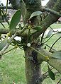 Viscum-album-fruits.JPG