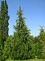 Callitropsis nootkatensis Pendula.jpg