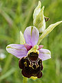 Ophrys fuciflora (detail).jpg