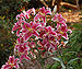 Stargazer Lillies Lillium orientale 'Stargazer' Flowers 2400px.jpg