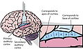 10.1371 journal.pbio.0030137.g001-L-B.jpg