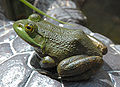 American Bullfrog Rana catesbeiana Side 1800px.jpg