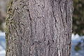 Canada Hemlock Tsuga canadensis Trunk 3008px.JPG
