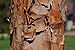 Paperbark Maple Acer griseum Bark 3008px.jpg