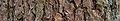 Atlas Cedar Cedrus atlantica 'Glauca' Bark 3000px.JPG