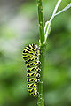 Black Swallowtail Papilio polyxenes Vertical.jpg