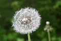 Taraxacum-vulgare-seeds.JPG