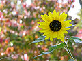 Autumn Sunflower Helianthus annuus 3264px.jpg